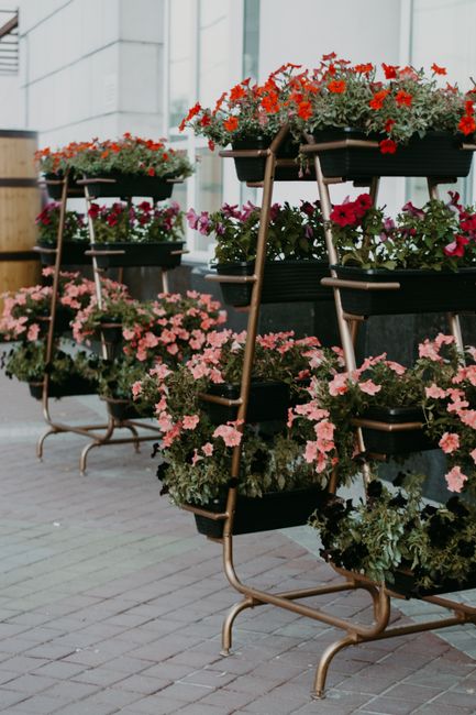 A series of black, multi-tiered plant stands positioned outdoors on a paved surface, each showcasing vibrant floral displays. The arrangements include red geraniums with bright, star-shaped blossoms, 