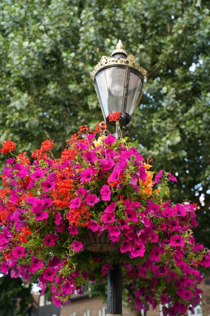A decorative street lamp adorned with an abundant hanging basket of vibrant pink and red petunias, trailing over the edges of the basket. The flowers display a mix of bright pink and deep red blooms, 