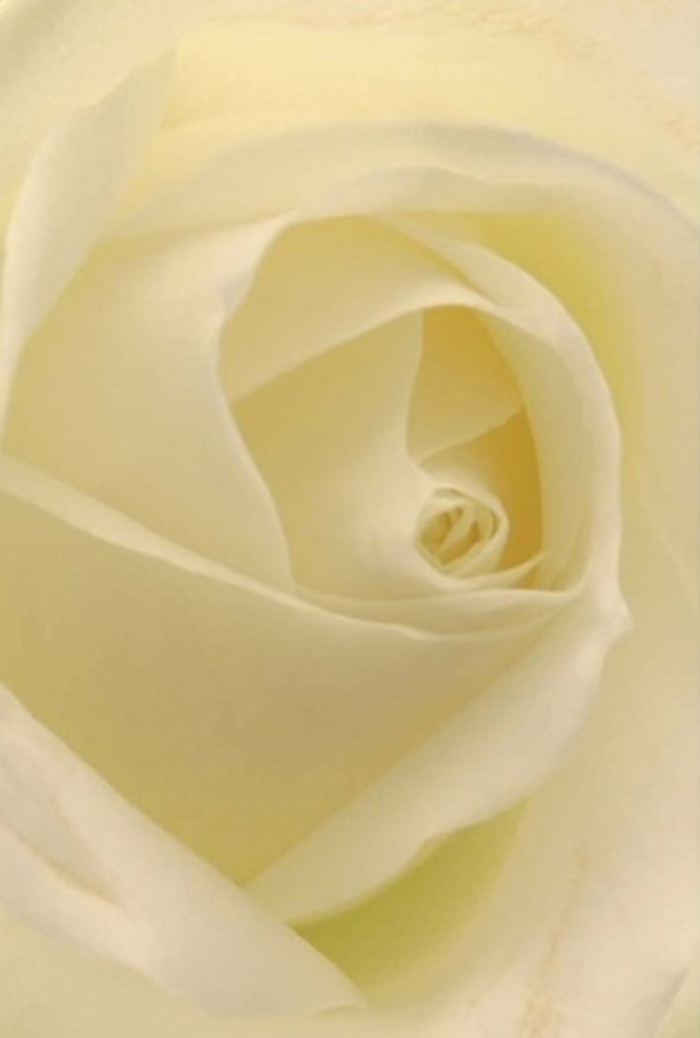 Seen up close, this immaculate white rose displays a harmony of softness and complexity at its core, meticulously arranged by a skilled Epsom florist. Layers of white and gentle cream twist inwards, illuminated by a mellow, even light reminiscent of a Sunday morning in Alexandra Recreation Ground-serene, gentle, and reflective. Each petal blends delicately into the next, the undulating textures inviting a sense of tranquility and sophistication. The rose appears to glow from within, each curve and shadow subtly accentuated, suggesting resilience and purity in its spiralled heart. This is a flower that endures as a witness to love, apology, celebration, or remembrance-equally at home atop a wedding table or as a meaningful gesture delivered to a friend near Epsom College. There's an undercurrent of serene fragrance and peaceful beauty, the sort that lingers long after the first impression. The craftsmanship is evident, with every nuance reflecting Flowers Epsom's commitment to quality and meaning in every bloom, ensuring that whatever emotion needs expressing, this bouquet speaks it with quiet confidence.